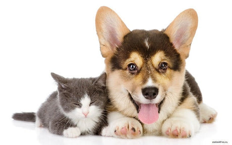 Veterinary Products