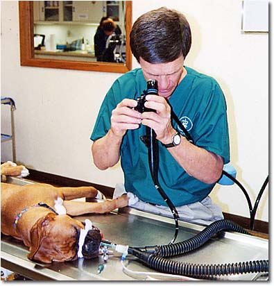 Veterinary Endoscopes