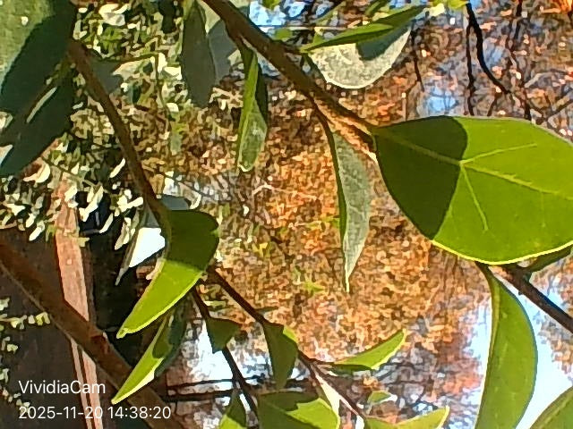 Vividia EDC-1641 Handheld USB HD Equine Horse Dental Camera