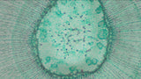 ViTiny UM08-CSZ064 Tabletop Digital Autofocus HDMI Microscope