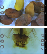Vividia 3R-600 Portable Digital Autofocus Android Microscope with 4.7" Touch Screen and Measurement and Magnification 300x